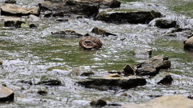canard colvert femelle	sur une rivi&egrave;re