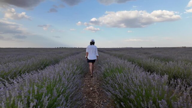 Scenic lavender field landscape during sunset in brihuega