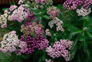 Achillea millefolium is a flowering plant in the family Asteraceae. © Ordasi  Tatyjana