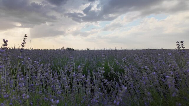 Scenic lavender field landscape during sunset in brihuega