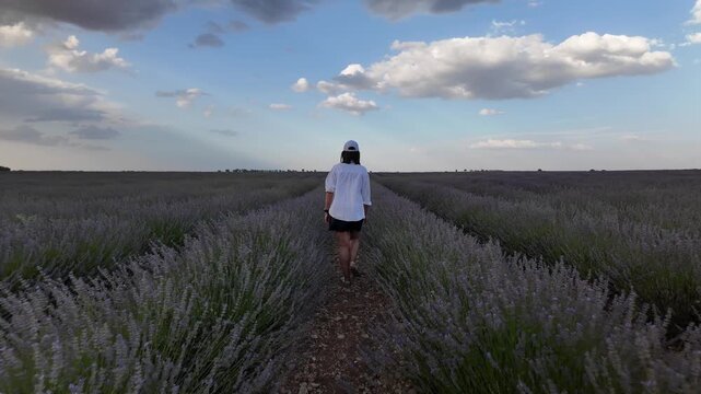 Scenic lavender field landscape during sunset in brihuega