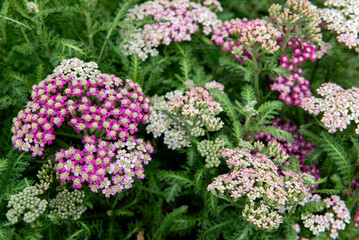 Achillea millefolium is a flowering plant in the family Asteraceae. © Ordasi  Tatyjana