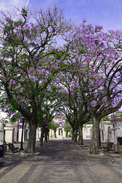 Vibrant purple jacaranda trees form a blooming canopy over a paved avenue flanked by stone mausoleums inside Prazeres Cemetery in Lisbon, Portugal