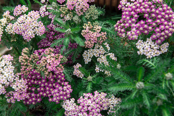 Achillea millefolium is a flowering plant in the family Asteraceae. © Ordasi  Tatyjana
