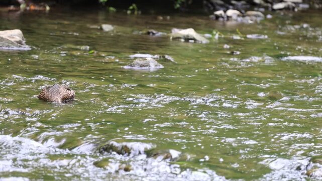 canard colvert femelle	sur une rivi&egrave;re