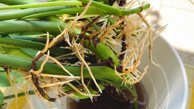 New monstera roots, cuttings of an adult plant and growth of roots in water. Transplanting flowers