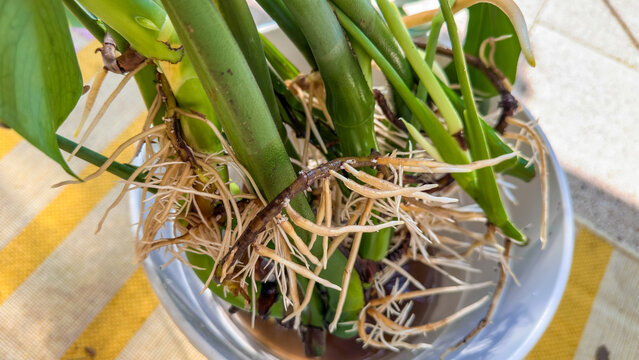 New monstera roots, cuttings of an adult plant and growth of roots in water. Transplanting flowers