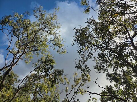 Eucalyptus Trees Framing Sky in Mareeba, Atherton Tablelands, Queensland