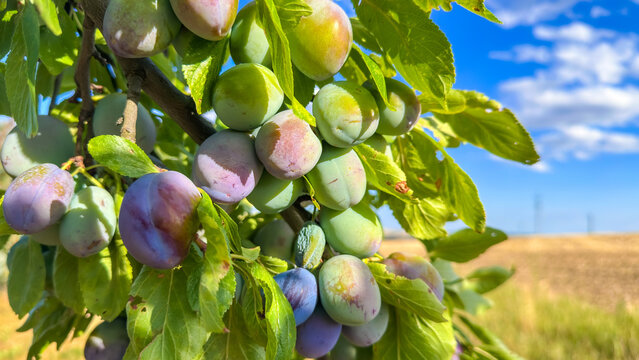 A branch of a plum tree with hanging ripening blue and green plums against a blue sky with clouds. Harvesting fruit trees.