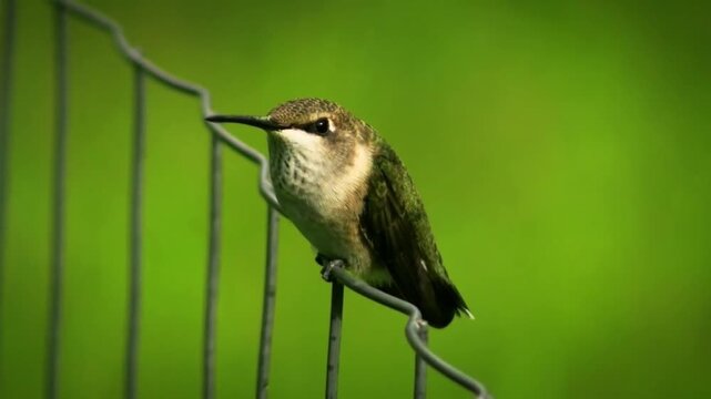 Small hummingbird perched on a garden wire fence