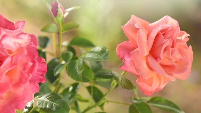 Roses flowers. Orange with pink rose blooming in a garden, close up. Gardening, landscape design. Fragrant Rose flowers macro shot background. Summer Park, flower bed. Slow motion 