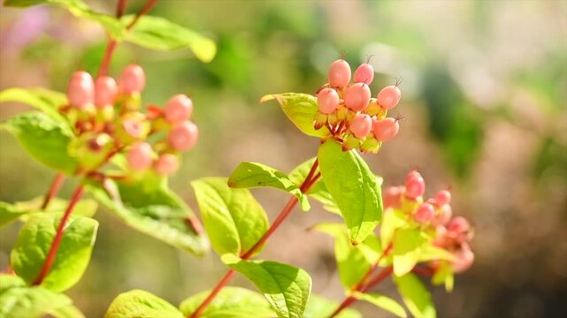 Hypericum growing in a garden, berries. St. John's Wort flowers, ripe pink berries of Hypericum, floristic plant close-up, slow motion 