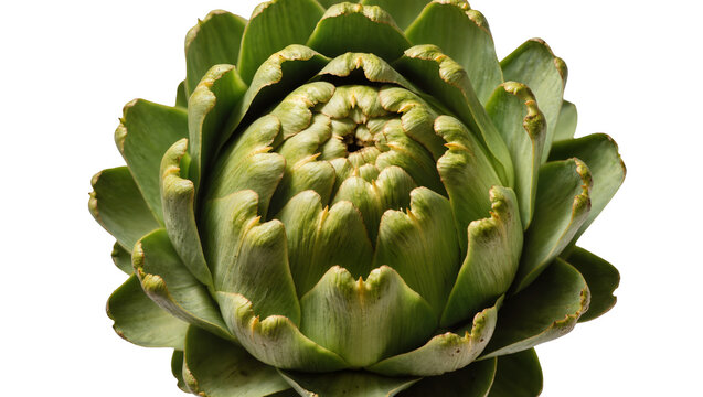 Isolated fresh green globe artichoke vegetable ready for healthy cooking and culinary ingredient