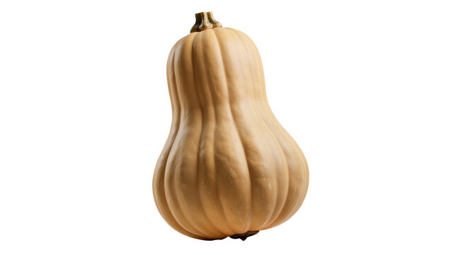 Isolated fresh butternut squash standing upright, raw and healthy autumn vegetable food ingredient
