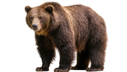 Fototapeta premium Isolated brown bear standing, looking directly at camera, a powerful wild animal portrait