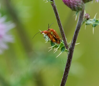 Two common soldier beetles mating which they do whilst carrying on with feeding or whatever else they're doing!