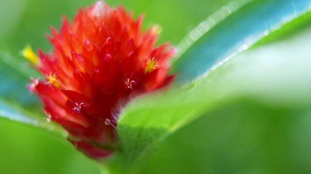 Red Globe Amaranth Close-up