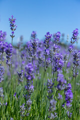Obraz premium Lavender fields during summer