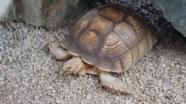 An African spurred tortoise is lying down and resting