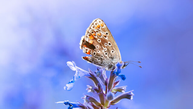 Small butterfly on purple lavender (Lavandula) flowers, beautiful dreamy macro photo with soft blue bokeh, shallow depth of field, and blurred background