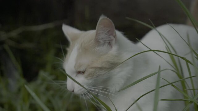 Gata comiendo pasto 