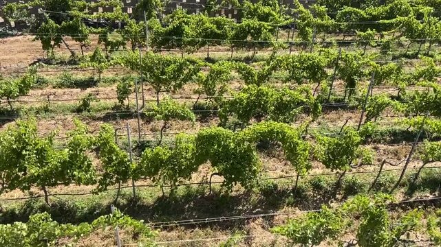View of a vineyard at summer in the south of Tenerife, Guimar, Canary Islands, Spain. Green rows of Marmajuelo or Bermejuela grape variety. Wine industry concept.