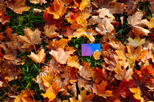 A brightly colored credit card lies among fallen autumn leaves in a sunny park. A debit card lies in a clearing among colorful foliage. Concepts for business, online shopping, and technology.