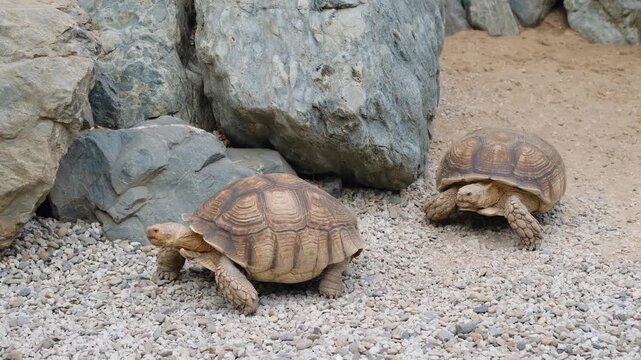 Two giant African land tortoises are crawling across the ground
