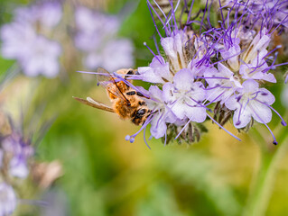 Western Honey Bee worker (apis mellifera) foraging on Phacelia tanacetifolia also known as Lacy Phacelia or Tansy Phacelia. Those plants are a favourite nectar and pollen source for honey bees.  © Gosia
