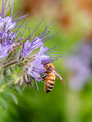 Western Honey Bee worker (apis mellifera) foraging on Phacelia tanacetifolia also known as Lacy Phacelia or Tansy Phacelia. Those plants are a favourite nectar and pollen source for honey bees.  © Gosia