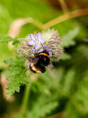 White-tailed Bumblebee or latin Bombus lucorum, this pollinator collects pollen and nectar from a plant called Phacelia tanacetifolia. © Gosia