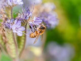 Western Honey Bee worker (apis mellifera) foraging on Phacelia tanacetifolia also known as Lacy Phacelia or Tansy Phacelia. Those plants are a favourite nectar and pollen source for honey bees.  © Gosia
