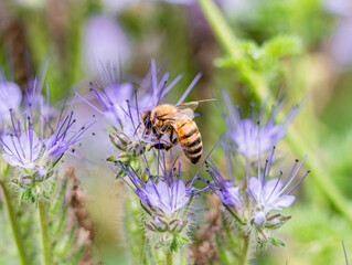 Western Honey Bee worker (apis mellifera) foraging on Phacelia tanacetifolia also known as Lacy Phacelia or Tansy Phacelia. Those plants are a favourite nectar and pollen source for honey bees.  © Gosia