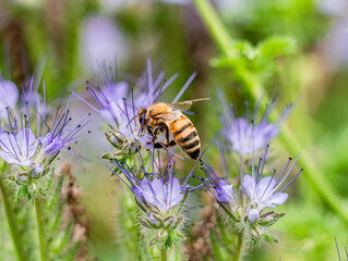 Western Honey Bee worker (apis mellifera) foraging on Phacelia tanacetifolia also known as Lacy Phacelia or Tansy Phacelia. Those plants are a favourite nectar and pollen source for honey bees.  © Gosia