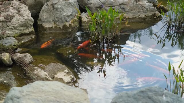 Koi carp are swimming in the ornamental pond