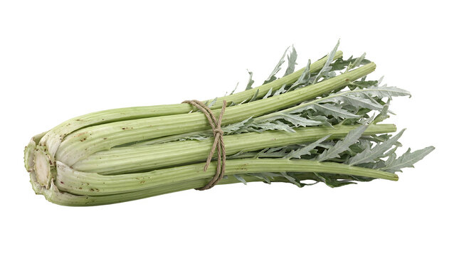 A fresh bunch of green cardoon stalks tied with twine on a white background, ready for cooking.