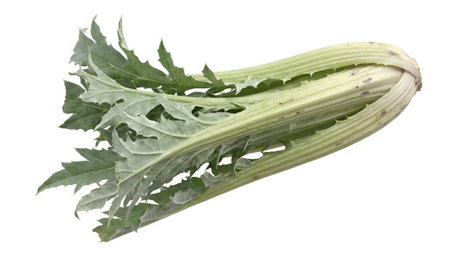A fresh, raw cardoon stalk with green leaves on a white background.