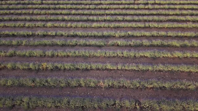 Aerial top down view of lavender field rows at sunset