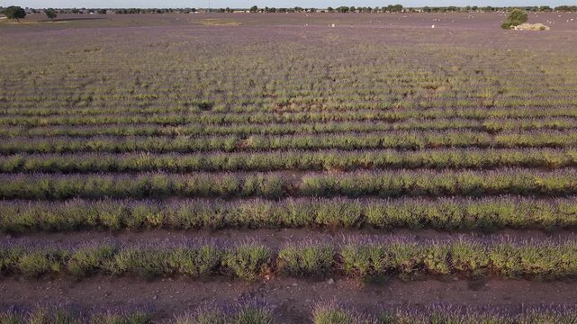 Aerial view flying over endless lavender field rows