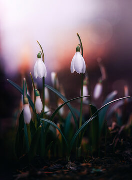 Snowdrop (Galanthus nivalis) flowers with raindrops, beautiful dreamy macro photo with warm sunset bokeh, shallow depth of field, and blurred background