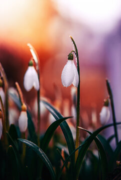Snowdrop (Galanthus nivalis) flowers with raindrops, beautiful dreamy macro photo with warm sunset bokeh, shallow depth of field, and blurred background