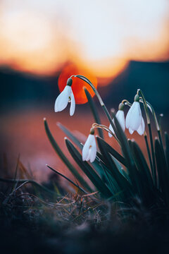 Snowdrop (Galanthus nivalis) flowers at sunset, beautiful dreamy macro photo with warm orange bokeh, shallow depth of field, and dark blurred background