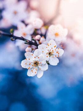 White plum blossoms (Prunus) in bloom, beautiful dreamy macro photo with soft blue bokeh, shallow depth of field, and delicate spring light