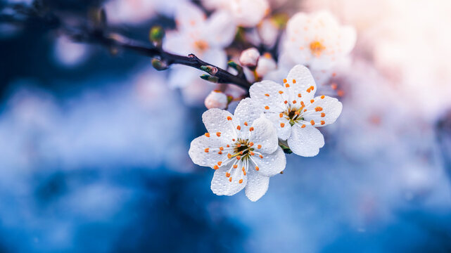 White plum blossoms (Prunus) in bloom, beautiful dreamy macro photo with soft blue bokeh, shallow depth of field, and delicate spring light