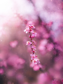 Pink plum blossoms (Prunus) on branch, beautiful dreamy macro photo with soft pastel bokeh, falling petals, shallow depth of field, and blurred background