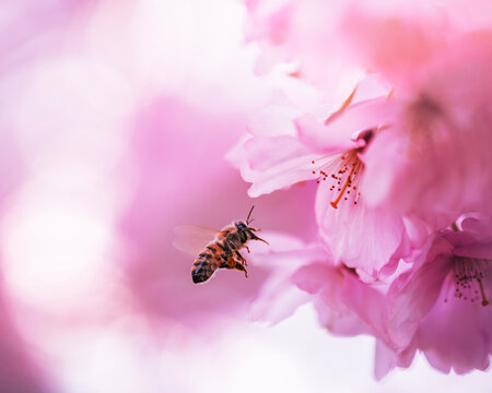 Honey bee approaching pink cherry blossoms (Prunus), beautiful dreamy macro photo with soft pastel light, shallow depth of field, and bright blurred background