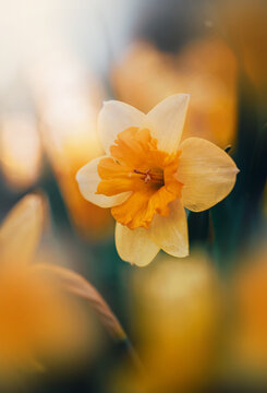 Yellow daffodil (Narcissus) flower in bloom, beautiful dreamy macro photo with warm golden bokeh, shallow depth of field, and soft blurred background