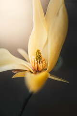 Yellow magnolia flower in bloom, beautiful dreamy macro photo with soft light, shallow depth of field, dark blurred background, and elegant floral details © Macro Viewpoint