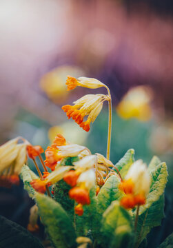 Yellow cowslip (Primula veris) flowers in bloom, beautiful dreamy macro photo with soft pastel bokeh, shallow depth of field, and blurred background