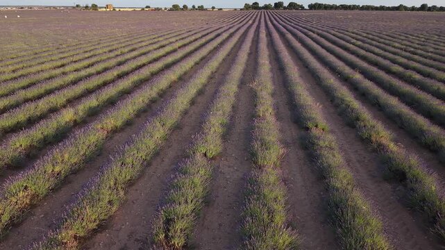 Scenic aerial view of lavender field cultivation in brihuega